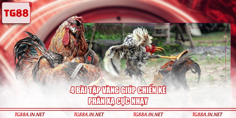 4 bài tập vàng giúp chiến kê phản xạ cực nhạy