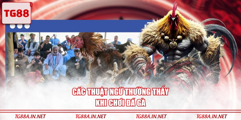 Các thuật ngữ thường thấy khi chơi đá gà