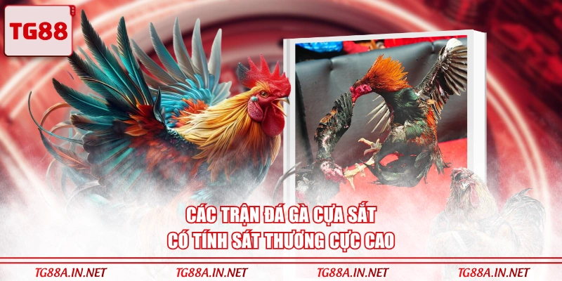 Các trận đá gà cựa sắt có tính sát thương cực cao