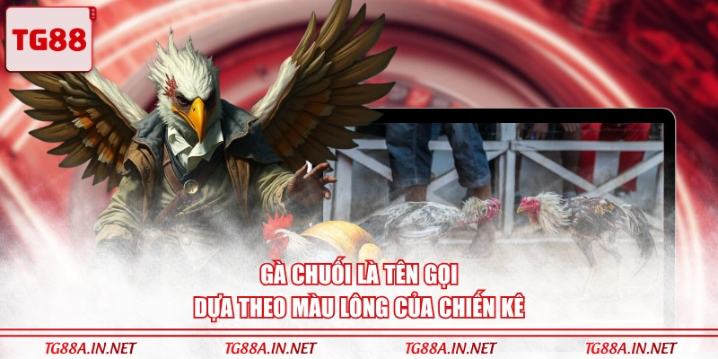 Gà Chuối là tên gọi dựa theo màu lông của chiến kê