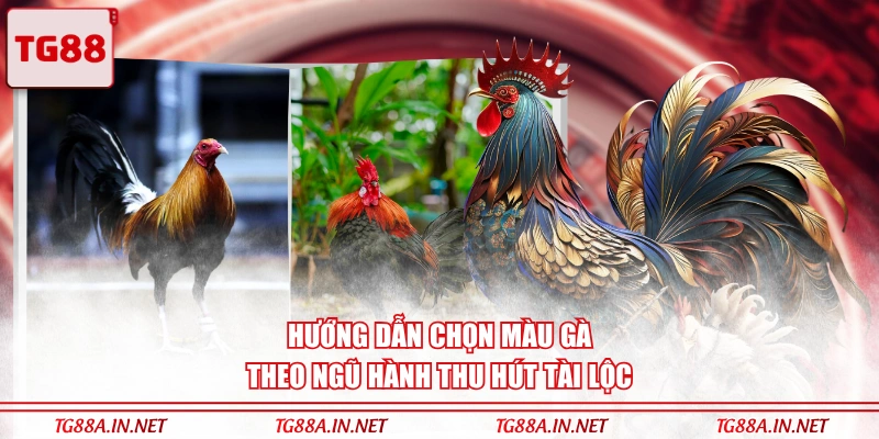 Hướng dẫn chọn màu gà theo ngũ hành thu hút tài lộc