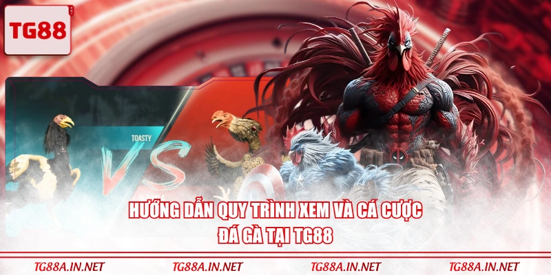 Hướng dẫn quy trình xem và cá cược đá gà tại TG88