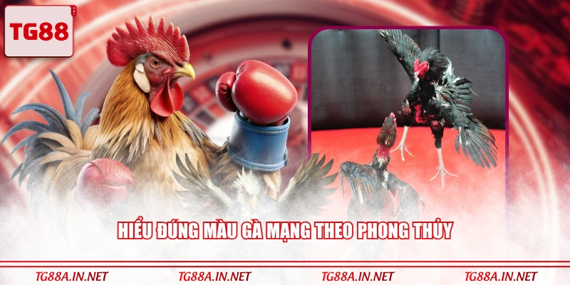 Hiểu đúng màu gà mạng theo phong thủy