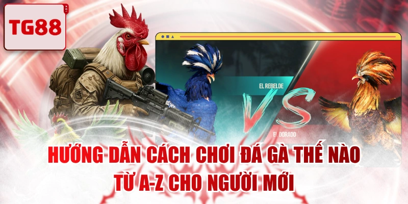 Hướng Dẫn Cách Chơi Đá Gà Thế Nào Từ A-Z Cho Người Mới